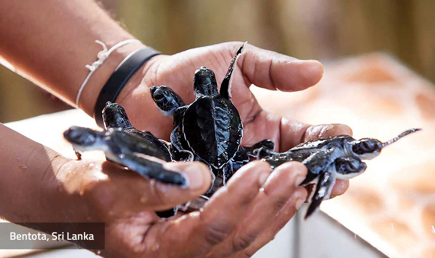 Bentota Sri Lanka - Pledge Holidays City