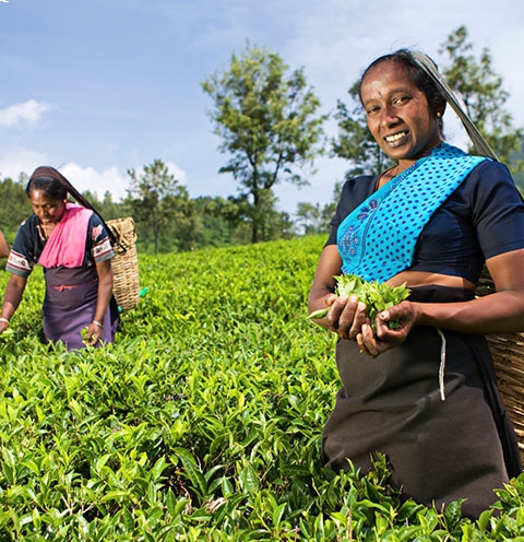 Sri Lanka Hill Country holiday destinations