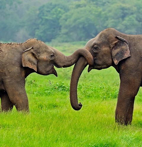 Sri Lanka National Parks holiday destinations