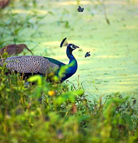 Hambantota