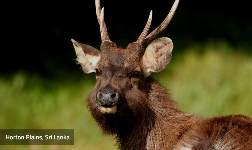 Horton Plains Sri Lanka - Pledge Holidays City