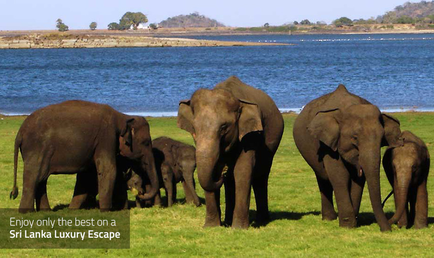 Sri Lanka Luxury Escape - Elephant Safari - Pledge Holidays