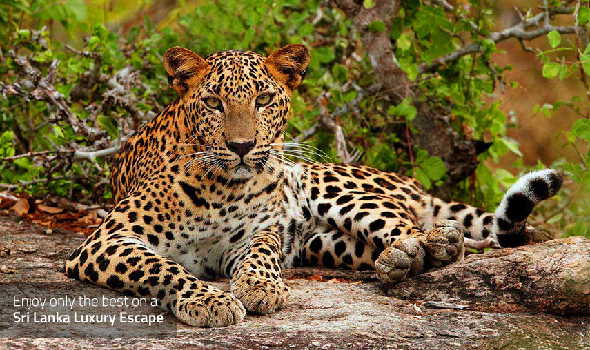 Sri Lanka Luxury Escape - Wildlife Safari - Pledge Holidays