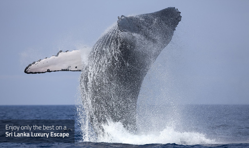 Sri Lanka Luxury Escape - Whale Watching Tours -Pledge Holidays
