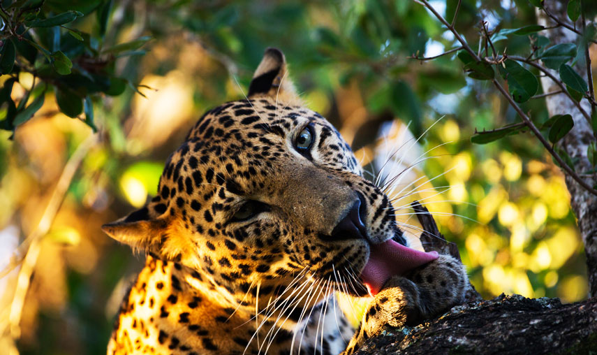 Sri Lanka Luxury Escape - Sri Lankan Leopard Trails - Pledge Holidays