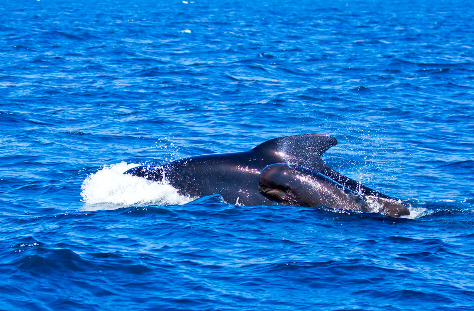 Dolphin and Whale Watching in Sri Lanka - Pledge Holidays