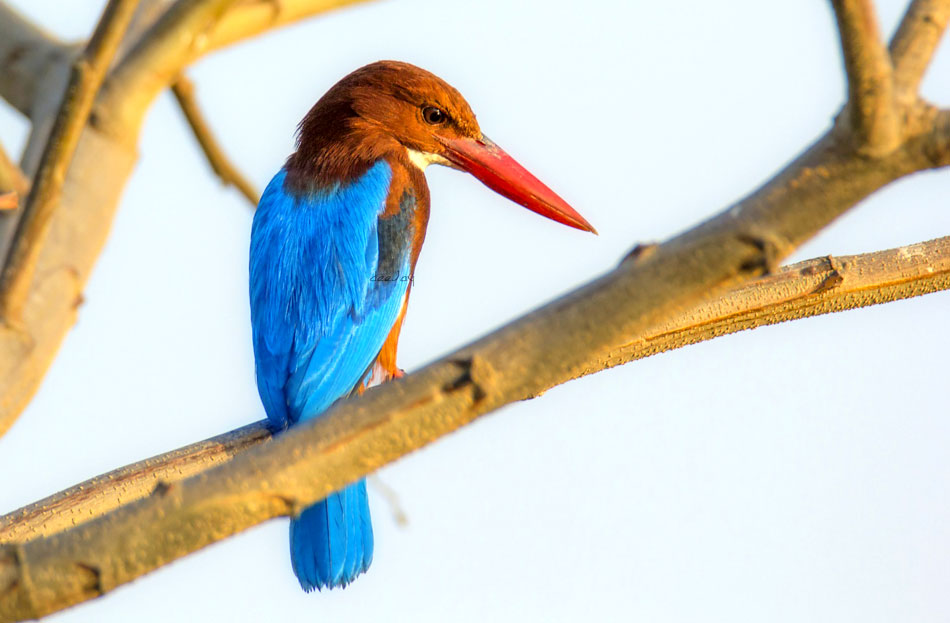 Bird Watching in Sri Lanka - Pledge Holidays